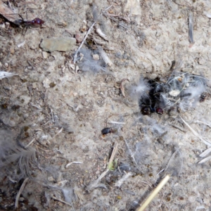 Iridomyrmex purpureus at Deakin, ACT - 2 Apr 2018