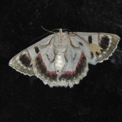 Crypsiphona ocultaria at Wanniassa, ACT - 2 Apr 2018