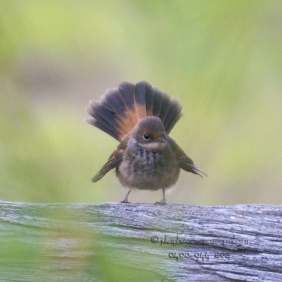 Rhipidura rufifrons (Rufous Fantail) at Bald Hills, NSW - 27 Mar 2018 by JulesPhotographer