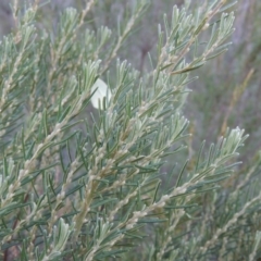 Bertya rosmarinifolia (Rosemary Bertya) at Tharwa, ACT - 8 Mar 2018 by michaelb