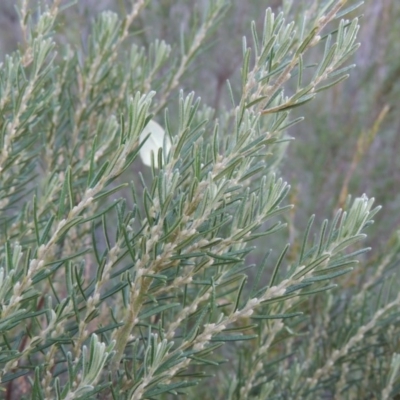 Bertya rosmarinifolia (Rosemary Bertya) at Tharwa, ACT - 8 Mar 2018 by michaelb