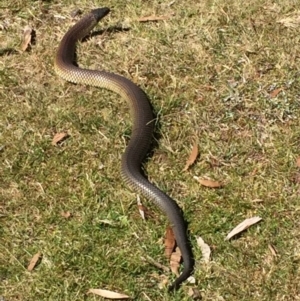 Austrelaps ramsayi at Kosciuszko National Park, NSW - 11 Mar 2018 11:09 AM