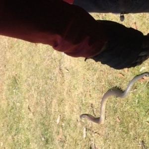 Austrelaps ramsayi at Kosciuszko National Park, NSW - 11 Mar 2018 11:09 AM