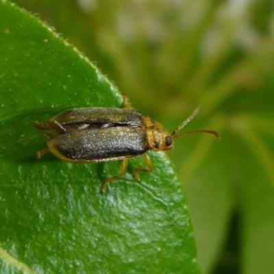 Xanthogaleruca luteola (Elm leaf beetle) at Canberra, ACT - 3 Apr 2018 by JanetRussell