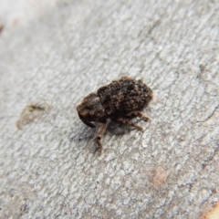 Cryptorhynchini sp. (tribe) (Unidentified cryptorhynchine weevil) at Belconnen, ACT - 3 Apr 2018 by CathB