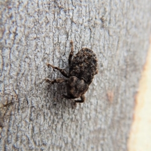 Cryptorhynchini sp. (tribe) at Belconnen, ACT - 3 Apr 2018 09:37 AM