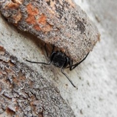 Myrmarachne sp. (genus) (Unidentified Ant-mimic jumping spider) at Belconnen, ACT - 2 Apr 2018 by CathB