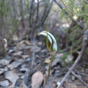 Diplodium ampliatum at Tennent, ACT - suppressed