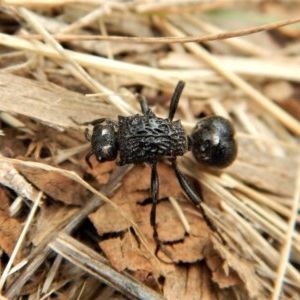 Bothriomutilla rugicollis at Mount Painter - 3 Apr 2018