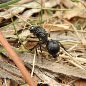 Bothriomutilla rugicollis at Mount Painter - 3 Apr 2018