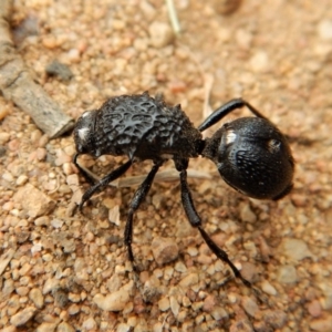 Bothriomutilla rugicollis at Mount Painter - 3 Apr 2018