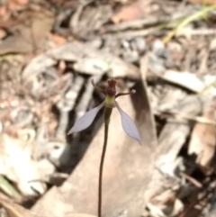 Eriochilus cucullatus (Parson's Bands) at Tennent, ACT - 2 Apr 2018 by MattM