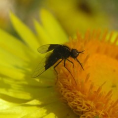 Geron nigralis (Slender bee fly) at Acton, ACT - 1 Apr 2018 by MatthewFrawley