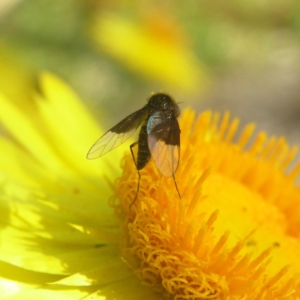 Geron nigralis at Acton, ACT - 1 Apr 2018