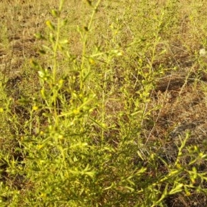 Dittrichia graveolens at Isaacs, ACT - 3 Apr 2018