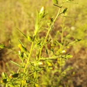 Dittrichia graveolens at Isaacs, ACT - 3 Apr 2018 05:17 PM