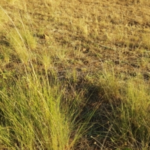 Eragrostis curvula at Isaacs, ACT - 3 Apr 2018