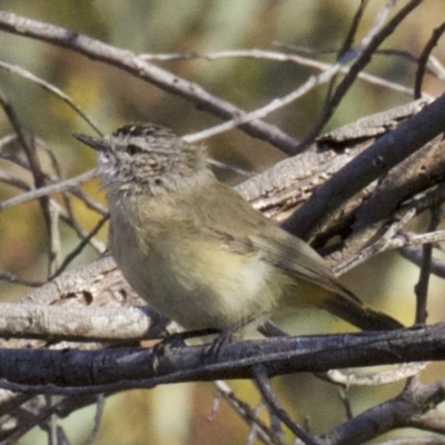 Acanthiza chrysorrhoa (Yellow-rumped Thornbill) at Majura, ACT - 2 Apr 2018 by jbromilow50