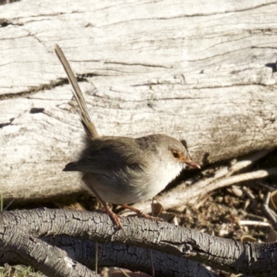 Malurus cyaneus (Superb Fairywren) at Majura, ACT - 2 Apr 2018 by jbromilow50