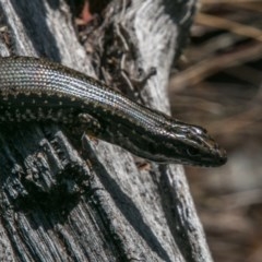 Eulamprus heatwolei (Yellow-bellied Water Skink) at Cotter River, ACT - 1 Apr 2018 by SWishart