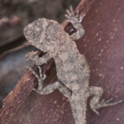 Rankinia diemensis (Mountain Dragon) at Cotter River, ACT - 2 Apr 2018 by SWishart