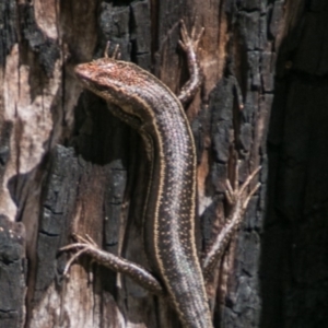 Pseudemoia spenceri at Cotter River, ACT - 2 Apr 2018