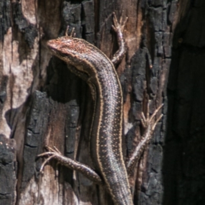 Pseudemoia spenceri (Spencer's Skink) at Cotter River, ACT - 2 Apr 2018 by SWishart