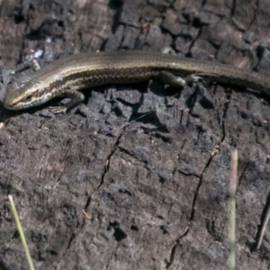 Pseudemoia entrecasteauxii at Cotter River, ACT - 2 Apr 2018