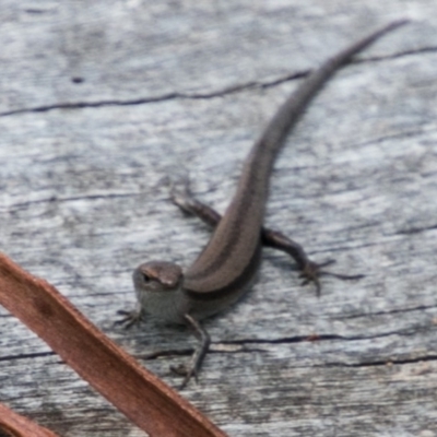 Lampropholis guichenoti (Common Garden Skink) at Cotter River, ACT - 2 Apr 2018 by SWishart