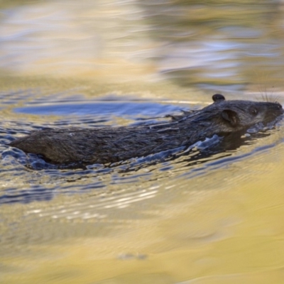 Hydromys chrysogaster (Rakali or Water Rat) at Acton, ACT - 14 May 2016 by Alison Milton