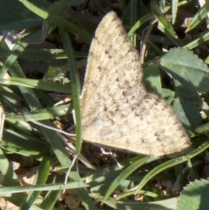 Scopula rubraria at Ainslie, ACT - 2 Apr 2018 05:04 PM