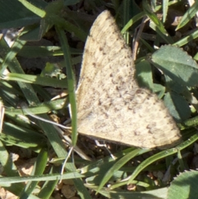 Scopula rubraria (Reddish Wave, Plantain Moth) at Ainslie, ACT - 2 Apr 2018 by jb2602