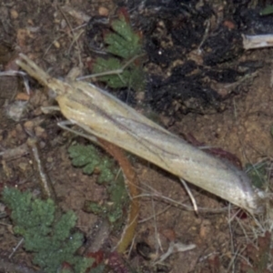 Hednota species near grammellus at Hackett, ACT - 2 Apr 2018 06:10 PM