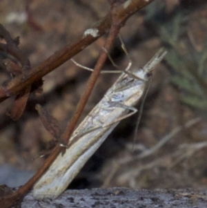 Hednota species near grammellus at Hackett, ACT - 2 Apr 2018