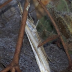 Hednota species near grammellus at Hackett, ACT - 2 Apr 2018 06:10 PM