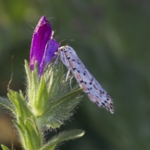 Utetheisa pulchelloides at Hackett, ACT - 2 Apr 2018 06:11 PM