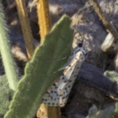 Utetheisa pulchelloides at Hackett, ACT - 2 Apr 2018 06:11 PM