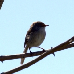 Malurus cyaneus (Superb Fairywren) at Fyshwick, ACT - 27 Mar 2018 by jbromilow50