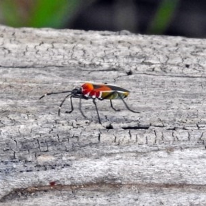 Dindymus versicolor at Fyshwick, ACT - 3 Apr 2018