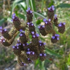 Verbena sp. (Purpletop) at Fyshwick, ACT - 3 Apr 2018 by RodDeb