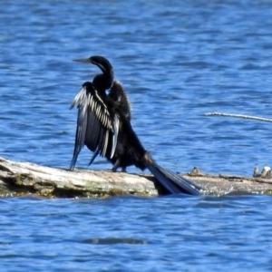 Anhinga novaehollandiae at Fyshwick, ACT - 3 Apr 2018