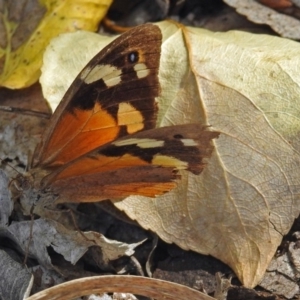 Heteronympha merope at Fyshwick, ACT - 3 Apr 2018