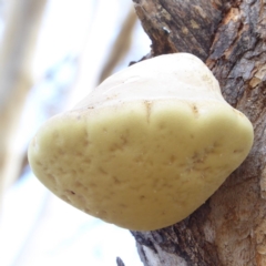 Laetiporus portentosus (White Punk) at Deakin, ACT - 3 Apr 2018 by JackyF