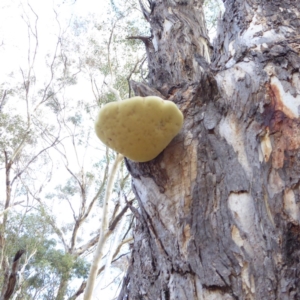 Laetiporus portentosus at Deakin, ACT - 3 Apr 2018