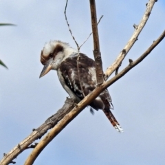 Dacelo novaeguineae (Laughing Kookaburra) at Fyshwick, ACT - 3 Apr 2018 by RodDeb