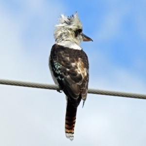 Dacelo novaeguineae at Fyshwick, ACT - 3 Apr 2018