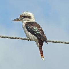 Dacelo novaeguineae at Fyshwick, ACT - 3 Apr 2018 12:47 PM