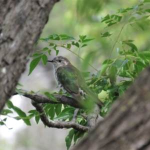 Chrysococcyx lucidus at Yarralumla, ACT - 3 Apr 2018