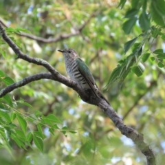 Chrysococcyx lucidus at Yarralumla, ACT - 3 Apr 2018