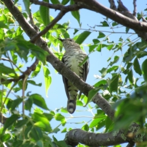 Chrysococcyx lucidus at Yarralumla, ACT - 3 Apr 2018